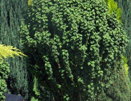 Дерен криваво-червоний Cornus sanguineaкупити