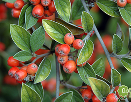 Кизильник Франчетті Cotoneaster Franchetiiкупити
