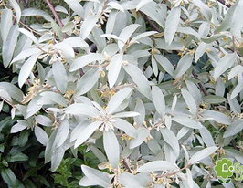 Маслинка вузьколиста Elaeagnus angustifoliaкупити