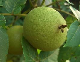 Горіх чорний Juglans nigraкупити