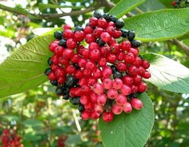 Калина гордовина Viburnum lantana купить