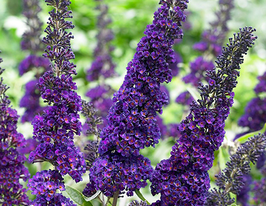 Буддлея Давида Черный рыцарь купить