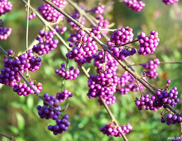 Красивоплідник бодіньера Жиральдакупити