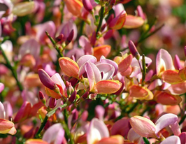 Рокитник Зеландія Cytisus Zeelandiaкупити