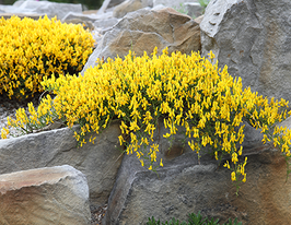 Дрок лідійський Genista lydiaкупити