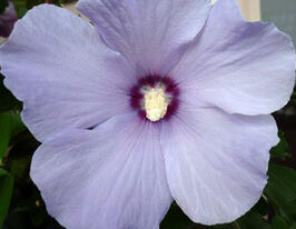 Гибискус сирийский Озиау Блу купить