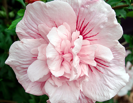 Гибискус сирийский Пинк Шифон купить