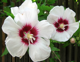 Гибискус сирийский Ред Харт купить