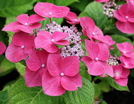 Гортензія крупнолиста Фазанкупити