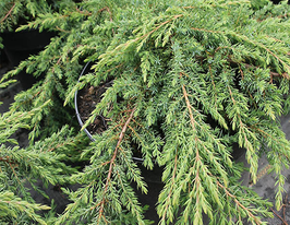 Можжевельник обыкновенный Грин Карпет купить