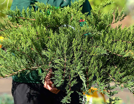 Можжевельник казацкий Там Но Блайт купить