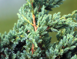 Можжевельник чешуйчатый Мейери купить