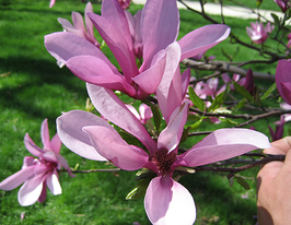 Магнолія гібридна Бетті Magnolia Bettyкупити