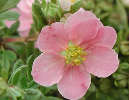 Лапчатка чагарникова Лавлі пінккупити