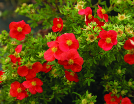 Перстач чагарниковий (Лапчатка) Ред Робінкупити