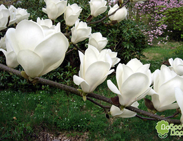 Магнолія суланжа Альба Супербакупити