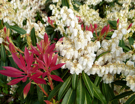 Пиерис Форест Флейм Pieris Forest Flame купить