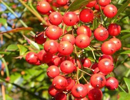 Піраканта яскраво-червона Ред Кушонкупити