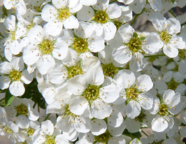 Спирея серая Грациоза Spiraea cinerea Graciosa купить