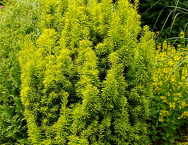 Тис ягідний Давид Taxus baccata Davidкупити