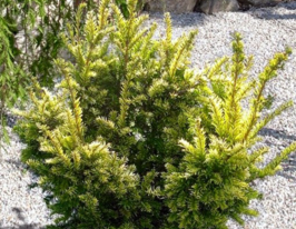 Тис ягідний Семперауреакупити