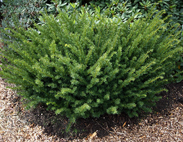 Тис середній Фармен Taxus media Farmenкупити