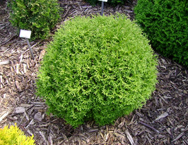 Туя західна Tіні Тім Thuja occidentalis Tiny Timкупити