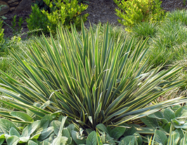 Юкка нитчатая Брайт Эдж купить