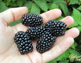 Чачанская Бестрна купить
