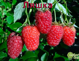 Малина Лячкакупити