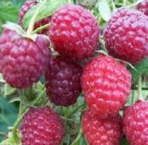 Малина ремонтантная Примара купить