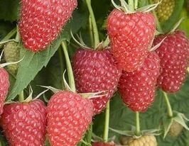 Малина Атлант купить