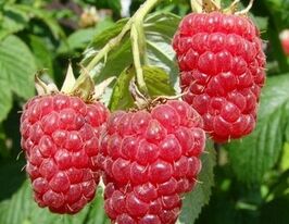 Брусиловский стандарт купить