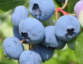 Лохина канадська Санрайзкупити