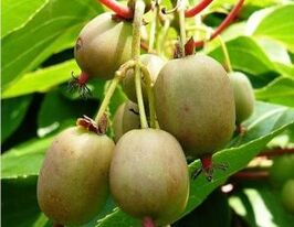 Актинидия Фигурная купить