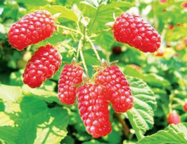 Патриция купить