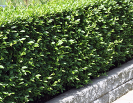 Бірючина звичайна (Ligustrum vulgare)купити