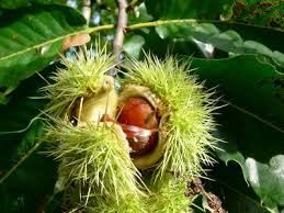 Каштан съедобный Castanea sativa купить