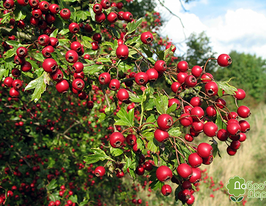 Глід одноматочковийкупити