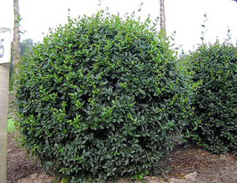 Бірючина звичайна Атровіренскупити