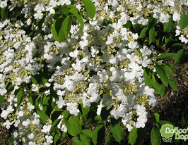 Калина складчата Каскад Viburnum plicatum Cascadкупити