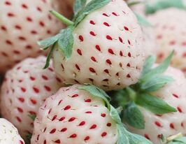 Полуниця Анабланкакупити