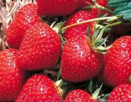 Полуниця Флоренскупити