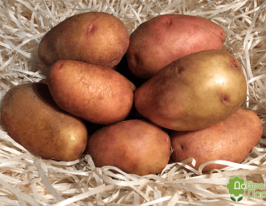 Картофель Фея купить