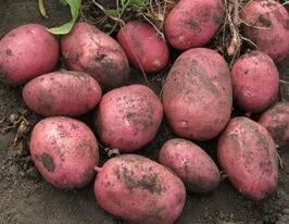 Картофель Лабелла купить