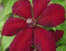 Вестерплатте (Westerplatte)купити