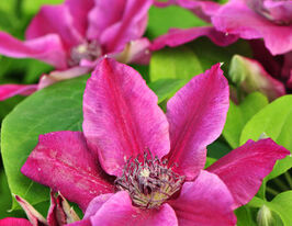 Клематис Бенікомачі Benikomachiкупити