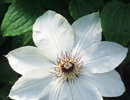 Клематис Анна Кароліна Anna Karolinaкупити