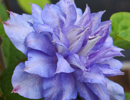 Блю Експложен (Blue Explosion)купити