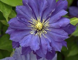 Клематис Копернікус Copernicusкупити